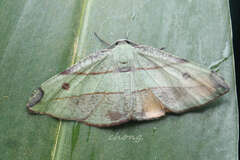 Hypochrosis hyadaria