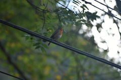 Erithacus rubecula rubecula