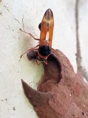 Delta latreillei