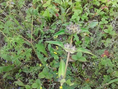 Gentiana macrophylla