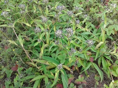 Gentiana macrophylla