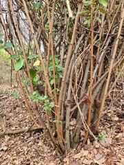 Elaeagnus pungens