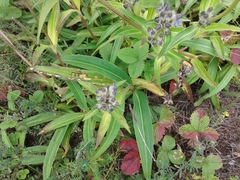 Gentiana macrophylla