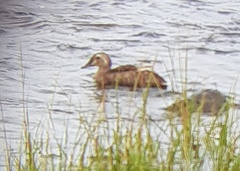 Somateria spectabilis