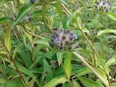 Gentiana macrophylla