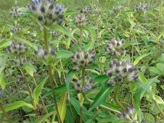 Gentiana macrophylla
