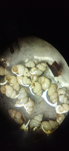 Representative image of Belgrandia