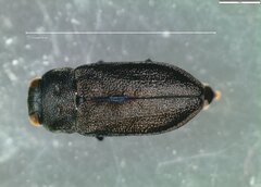 Anthaxia quadripunctata