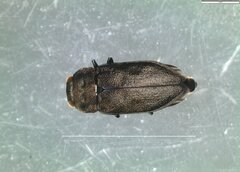 Anthaxia quadripunctata