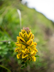 Corydalis