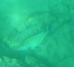 Acanthurus dussumieri