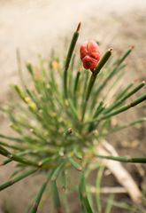 Ephedra gerardiana