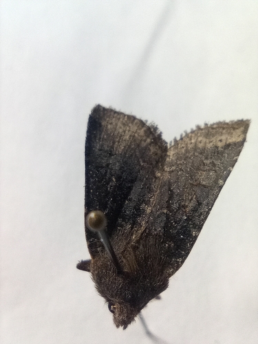 Conistra ligula