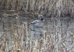 Anas platyrhynchos × acuta