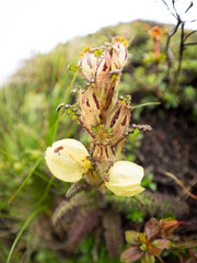 Pedicularis scullyana