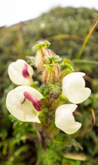 Pedicularis scullyana