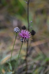Centaurea scabiosa