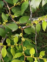 Ziziphus oenopolia