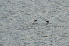 Myliobatis tenuicaudatus