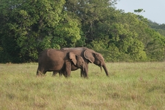 Loxodonta cyclotis