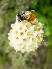 Pterocephalus hookeri