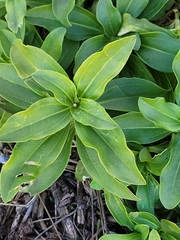 Saponaria officinalis