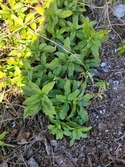Saponaria officinalis