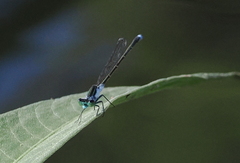 Ischnura pruinescens