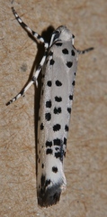 Ethmia clytodoxa