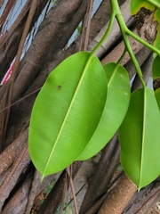 Ficus elastica
