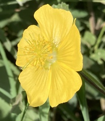 Abutilon mauritianum