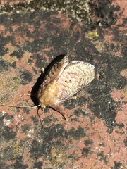 Doratifera quadriguttata