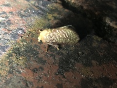 Doratifera quadriguttata