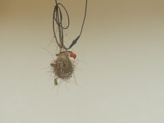 Anaplectes rubriceps