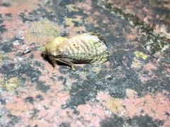 Doratifera quadriguttata