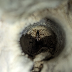 Diphyus quadripunctorius