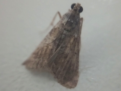 Lepidoptera
