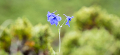 Delphinium kamaonense