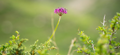 Allium wallichii