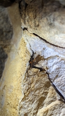 Diphyus quadripunctorius