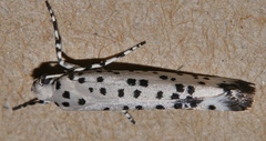 Ethmia clytodoxa