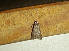 Lepidoptera