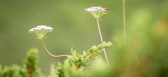 Ligusticopsis wallichiana