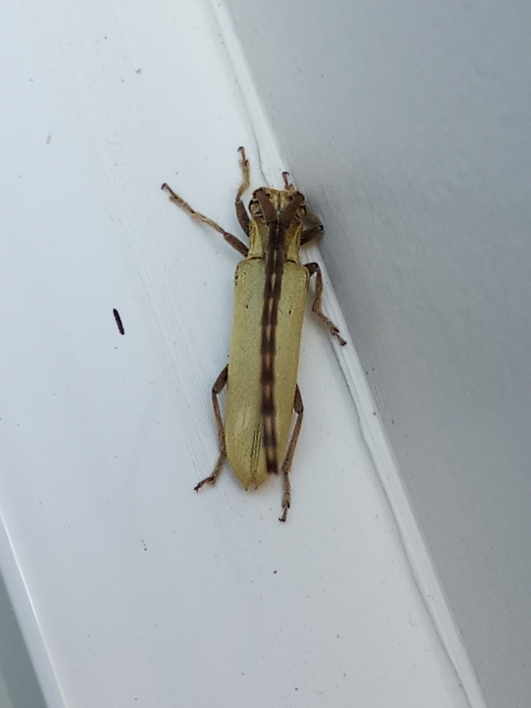 Recchia acutipennis