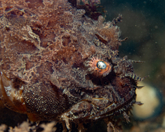 Hemitripterus americanus