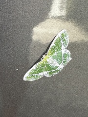 Eucyclodes insperata