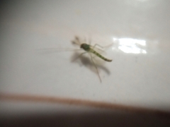 Diptera