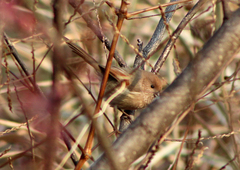 Sinosuthora webbiana