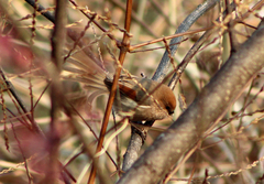Sinosuthora webbiana