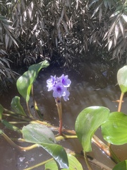 Pontederia azurea